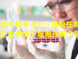 牙齿中的干 🐬 细胞在哪（牙 🦄 齿中的干细胞在哪个部位）